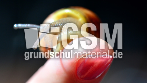 Bänderschnecke (10).jpg